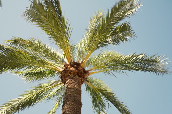 Palm Tree Pruning in Pocatello