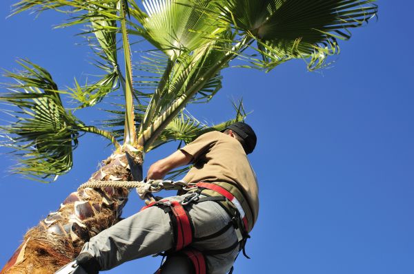 Palm Tree Trimming in Pocatello