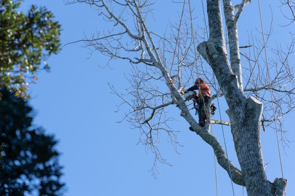 Tree Topping Service in Pocatello