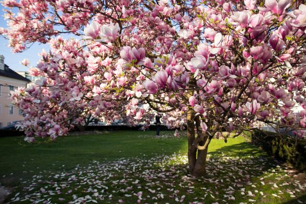 Ornamental Tree Pruning in Pocatello