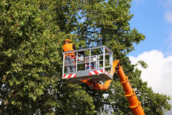 Commercial Tree Service in Pocatello