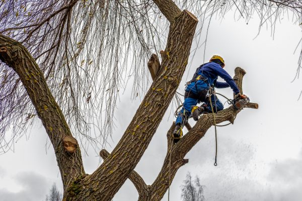 Tree Maintenance Service in Pocatello