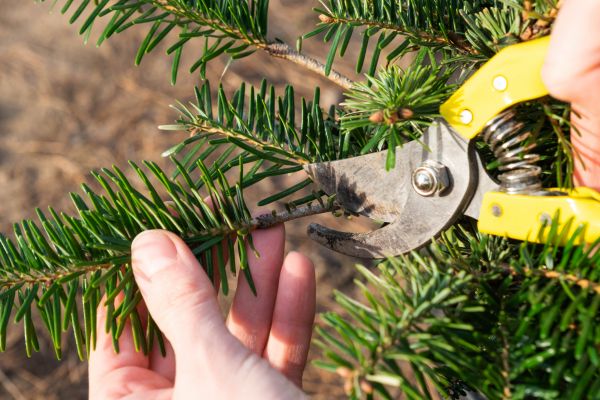 Pine Tree Pruning in Pocatello