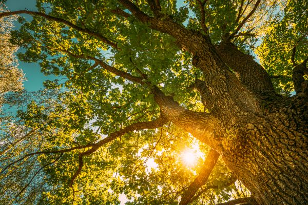 Oak Tree Pruning in Pocatello