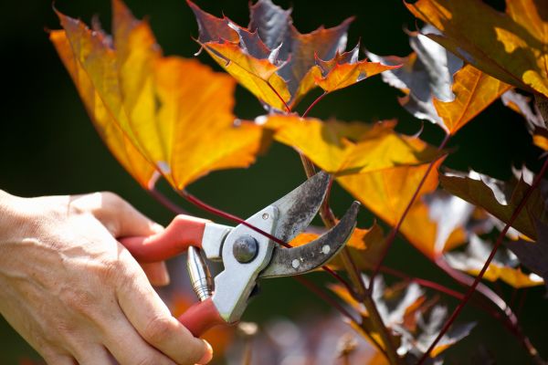 Maple Tree Pruning in Pocatello