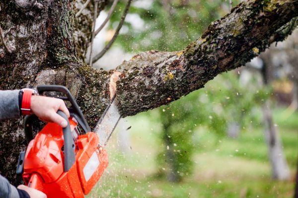 Tree Limbs Removal in Pocatello