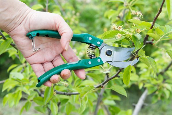 Pear Tree Pruning in Pocatello
