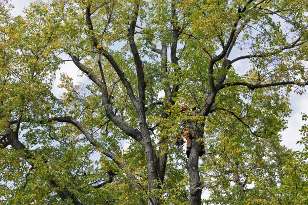 Tree Crown Shaping in Pocatello
