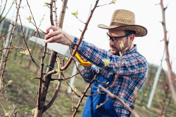 Orchard Tree Pruning in Pocatello