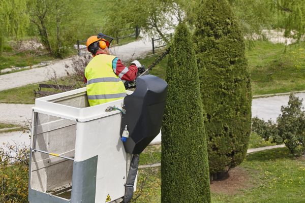 Cypress Tree Pruning in Pocatello