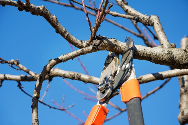 Peach Tree Trimming in Pocatello