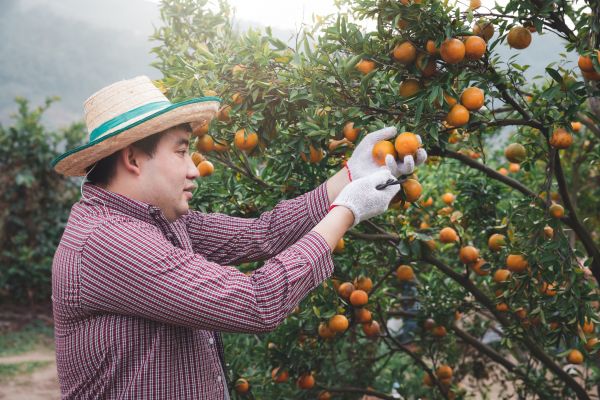 Orange Tree Pruning in Pocatello