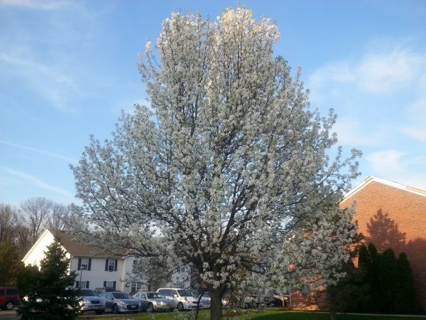 Bradford Pear Tree Pruning in Pocatello