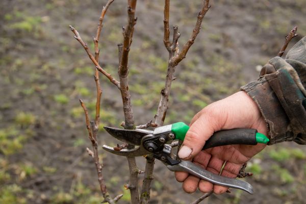 Pear Trees Pruning in Pocatello