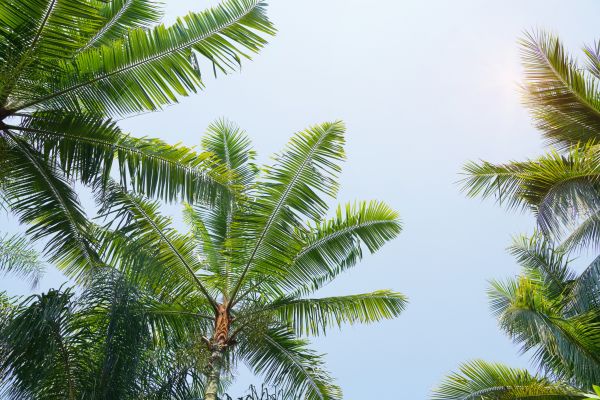 Queen Palm Tree Trimming in Pocatello