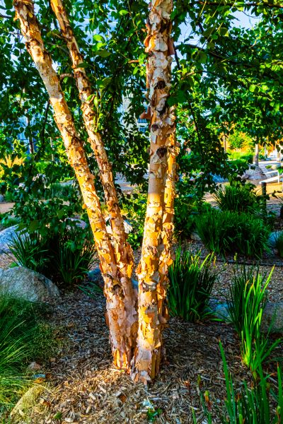 River Birch Trimming in Pocatello