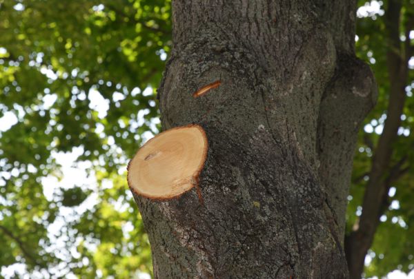 Limb Cutting in Pocatello