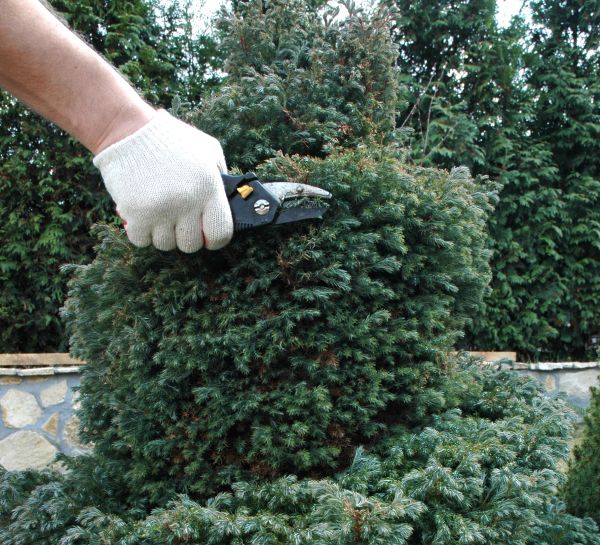 Ornamental Tree Trimming in Pocatello