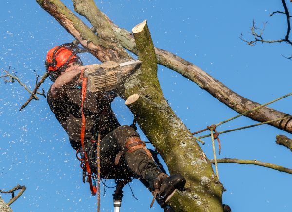 Tree Trimming Service in Pocatello