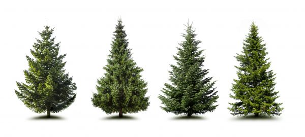 Pine Tree Trimming in Pocatello