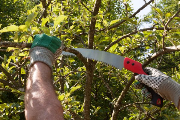 Apple Tree Trimming in Pocatello