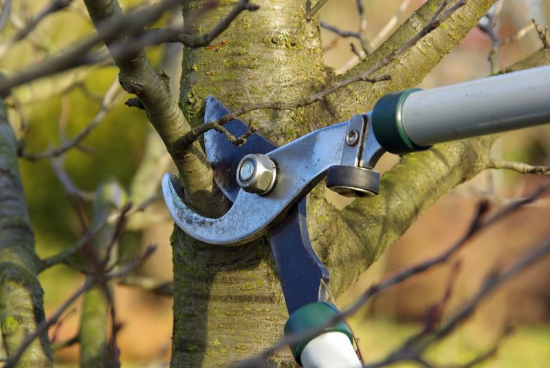Pear Tree Pruning