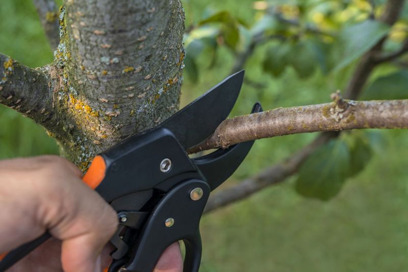 Tree Inspection and Pruning