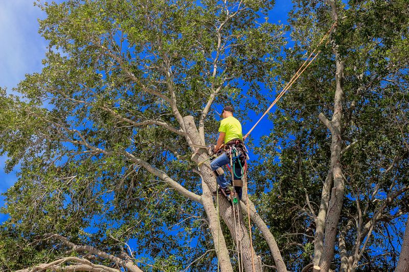 Arborist Using Safety Gear