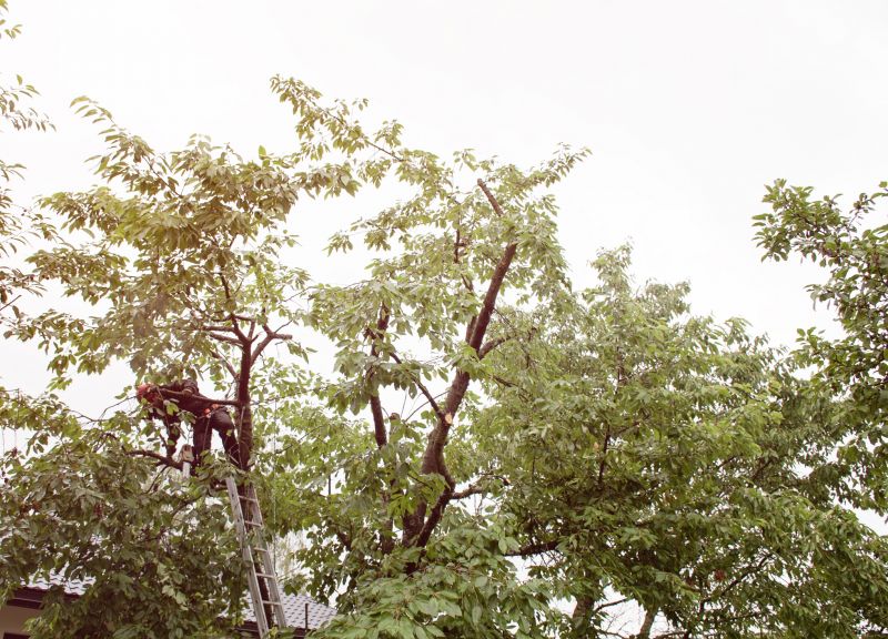 Tree Trimming in Progress