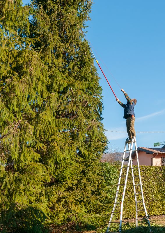 Winter Tree Care